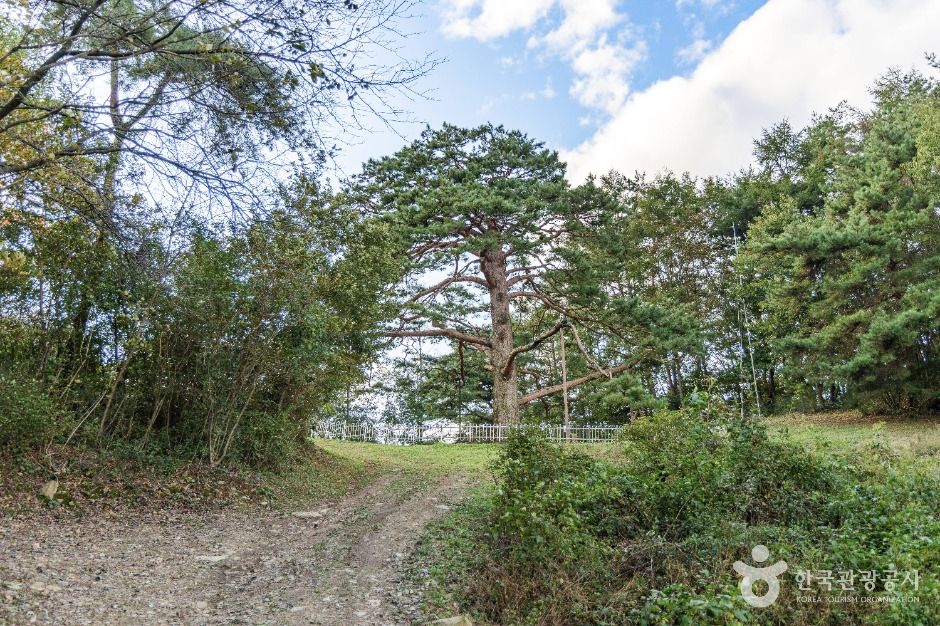 괴산 적석리 소나무