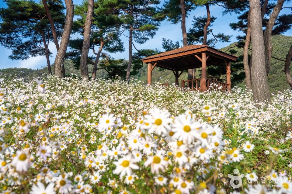 thumbnail-정읍 구절초 지방정원-4