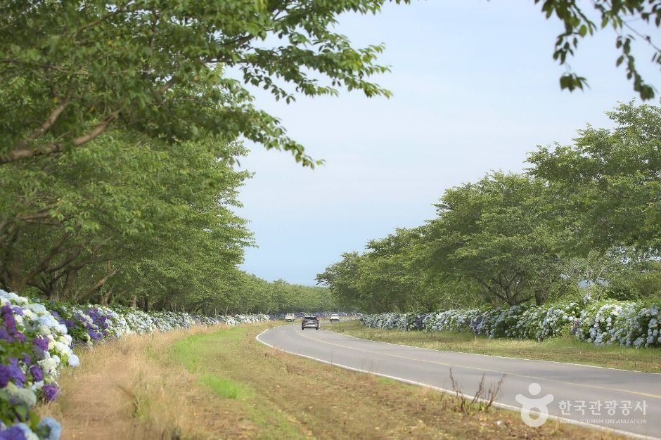 thumbnail-녹산로 유채꽃도로-2