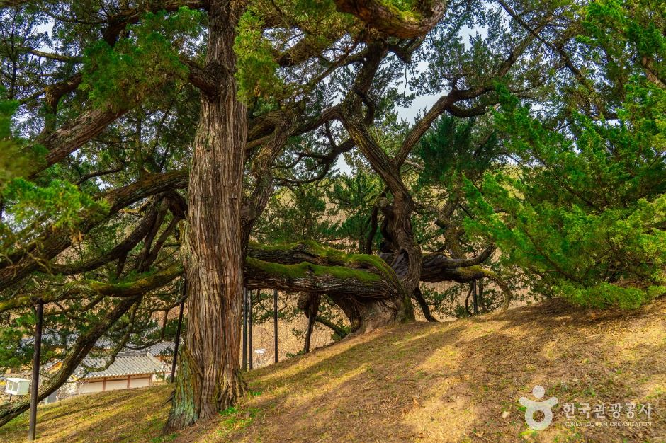 청송 장전리 향나무