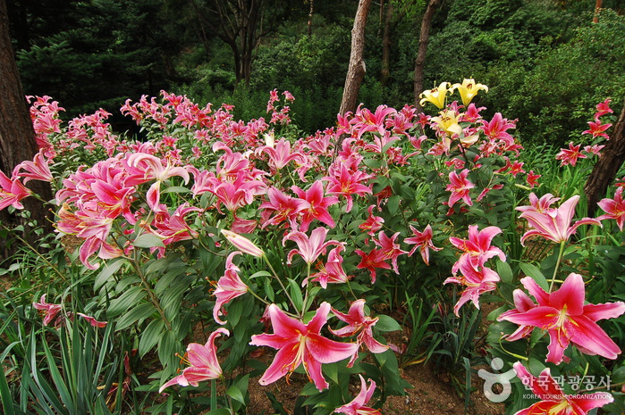 Hantaek Botanical Garden (한택식물원)