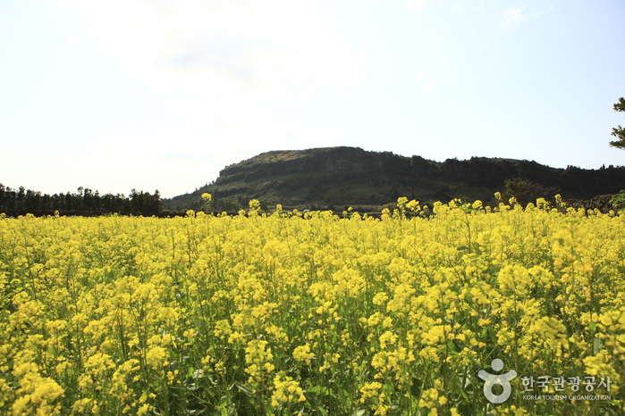 [제주올레 1코스] 시흥-광치기 올레6