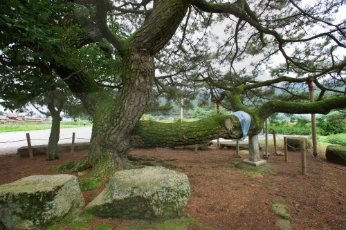 장흥 옥당리 효자송5