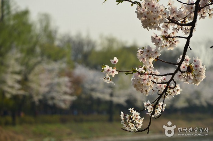 石村湖水樱花节석촌호수 벚꽃축제