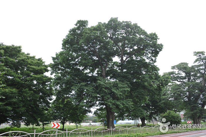 함평 향교리 느티나무·팽나무·개서어나무 숲