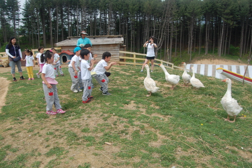 Daegwallyeong Donkey Ranch Don Quixote (대관령당나귀목장 돈키호테)