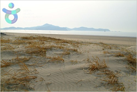 Sinduri Coastal Sand Dune (태안 신두리 해안사구)