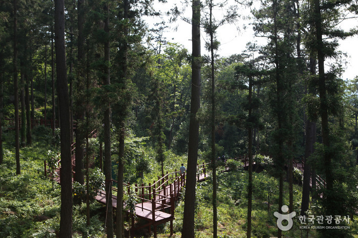 Cypress Forest Woodland de Jeongnamjin (정남진 편백숲 우드랜드)