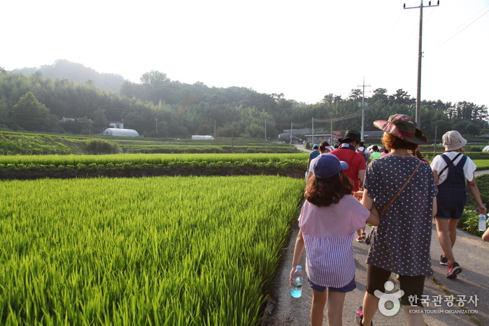 자연과 마을을 누리는 천년솔바람길 산책