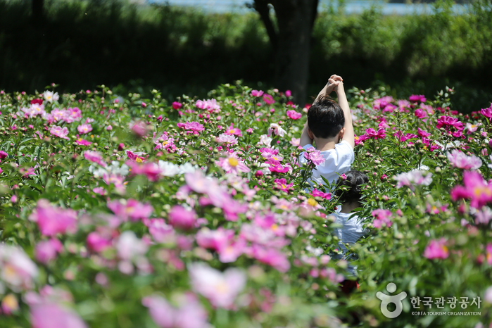 숲정이 맞은편 작약 꽃밭