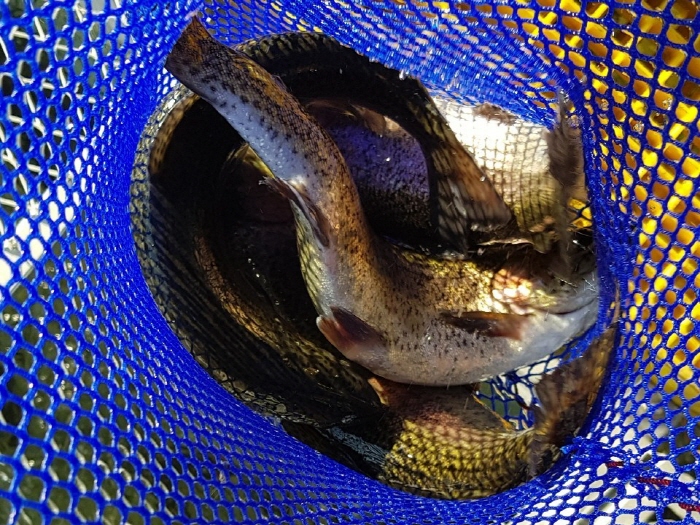 DMZ 사방거리 동동축제 20192