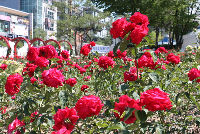 원주 장미축제 20196