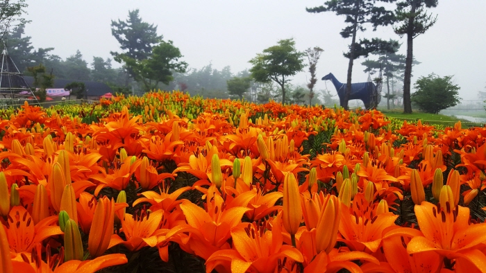 Taean Lily Garden (태안 백합꽃 정원)