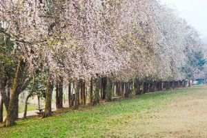 2025 남이섬 벗(友)꽃놀자 5