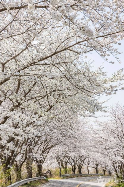 낙안읍성 벚꽃길
