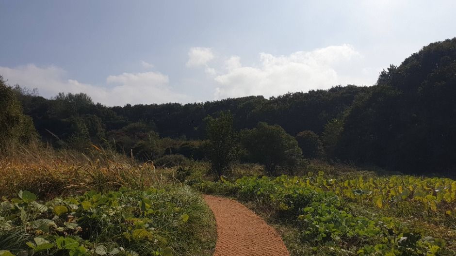 [경기옛길 평해길 제3길] 정약용길 (14)