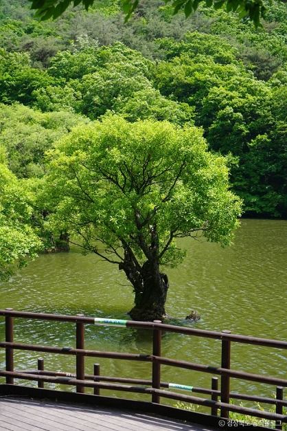 주산지(청송 국가지질공원)