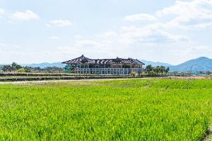 분황사 청보리밭