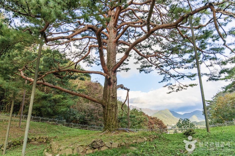 괴산 적석리 소나무