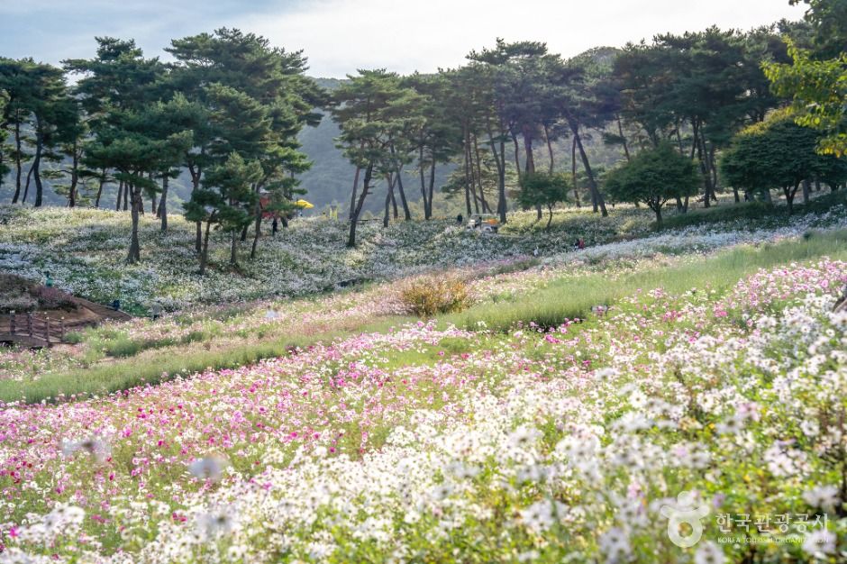 thumbnail-정읍 구절초 지방정원-5