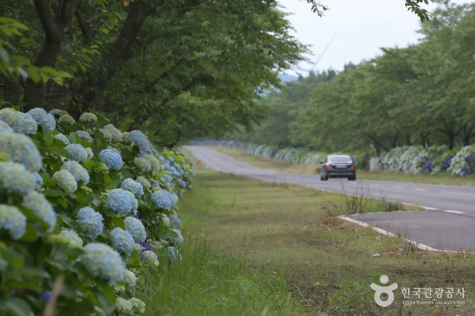 thumbnail-녹산로 유채꽃도로-3