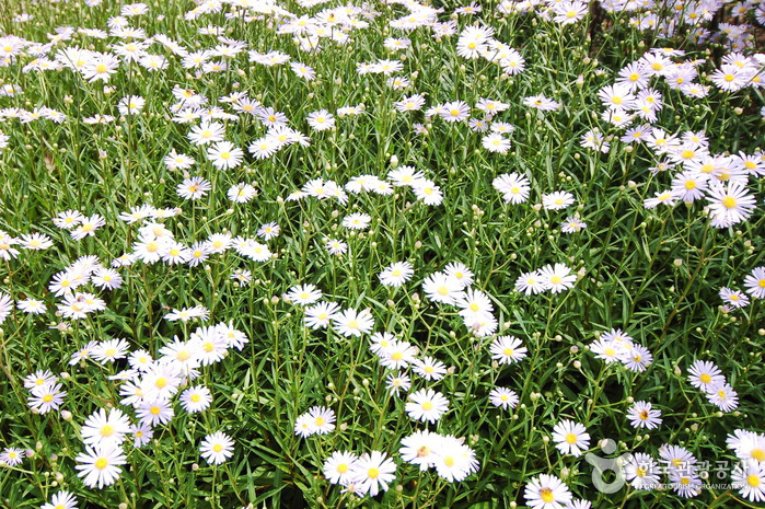 Gangwon-do Provincial Flower Garden (강원도립화목원)