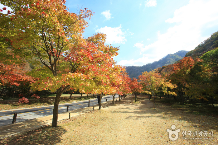 내장산국립공원 사진40