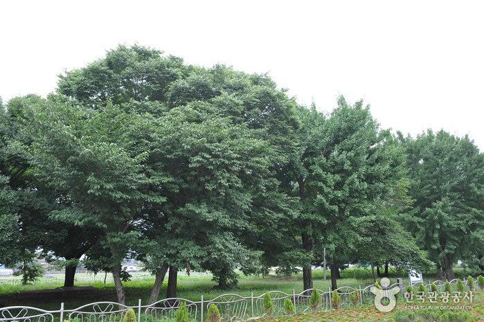 함평 향교리 느티나무·팽나무·개서어나무 숲