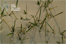 Sinduri Coastal Sand Dune (태안 신두리 해안사구)