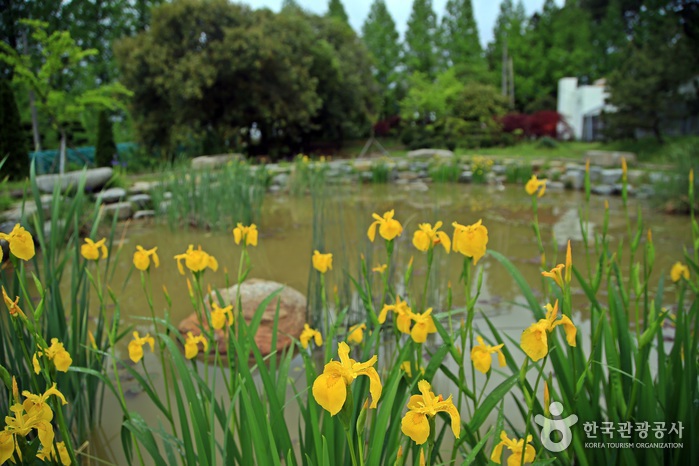 연못 주위를 환히 밝히는 노란 붓꽃