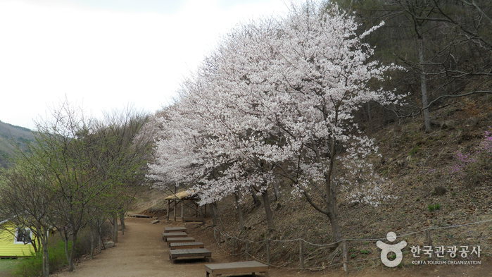 Ferme de poney Hanteo (한터 조랑말농장)