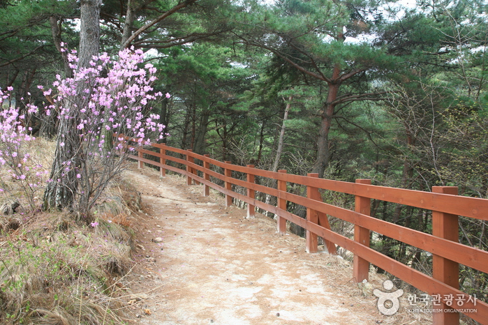 초록 능선에 조성된 철쭉 화원, 지리산 바래봉 2