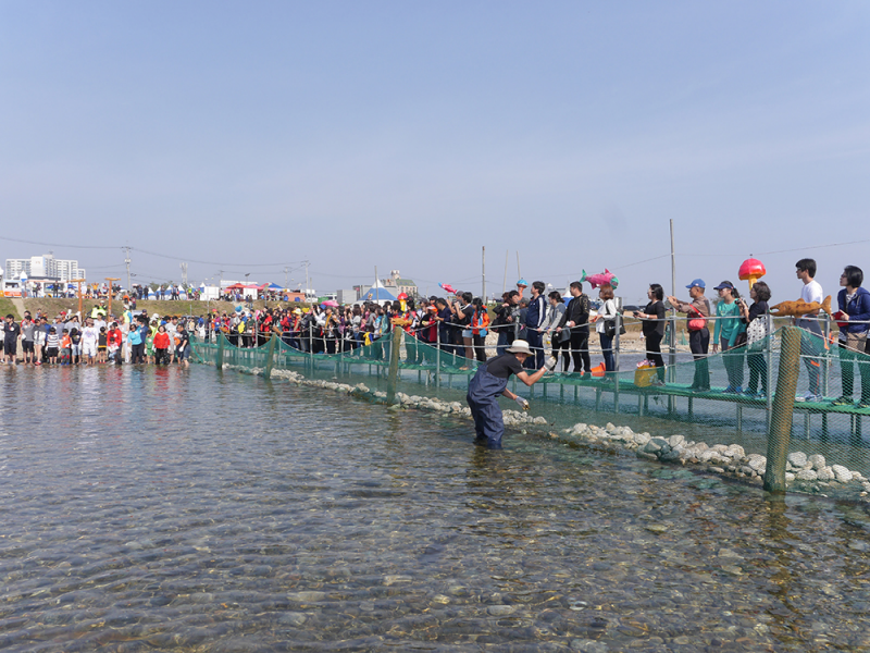 Festival de la Seta Songi y el Salmón de Yangyang (양양 송이연어축제)6