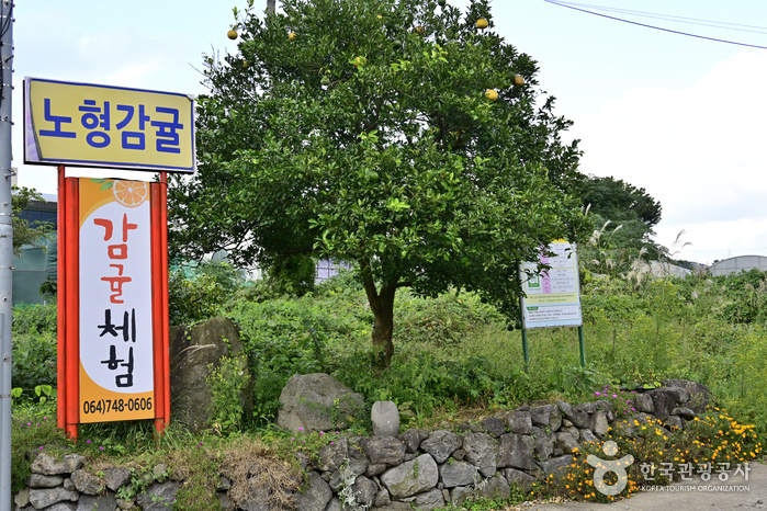 귤향기 감귤체험농장