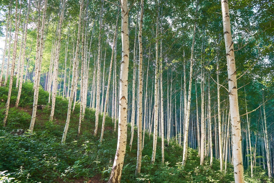 Wondae-ri Jajaknamusup Birch Forest (Whispering Birch Forest) (원대리 자작나무 숲(속삭이는 자작나무 숲))