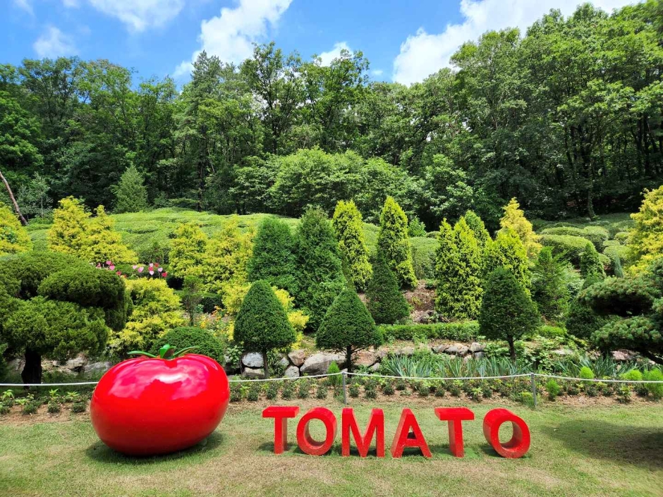 율봄식물원 토마토 시즌