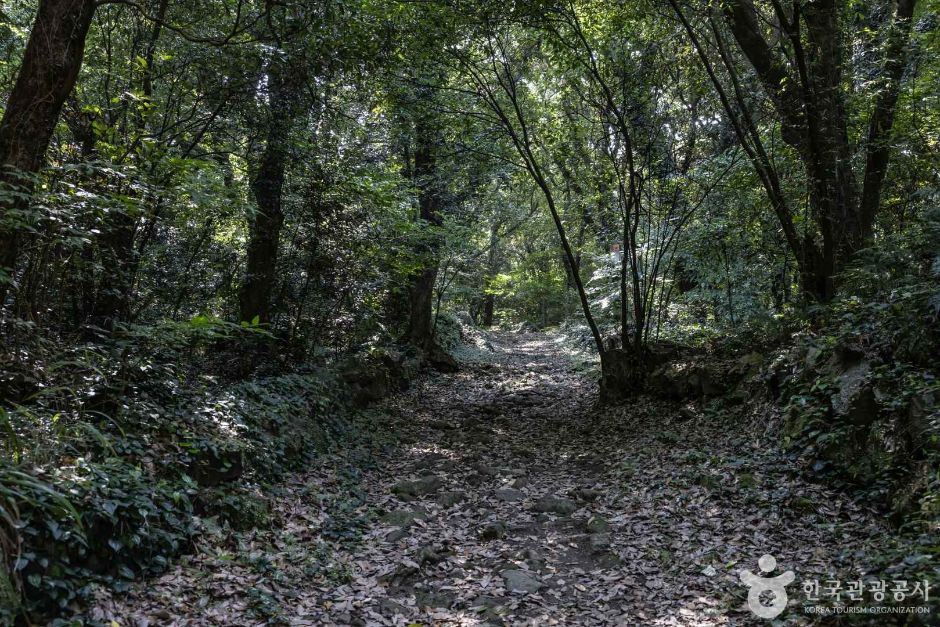 금산공원(납읍난대림지대)