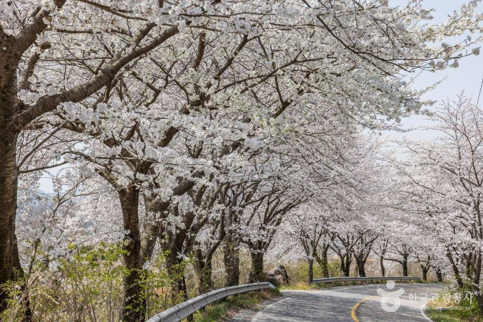 낙안읍성 벚꽃길