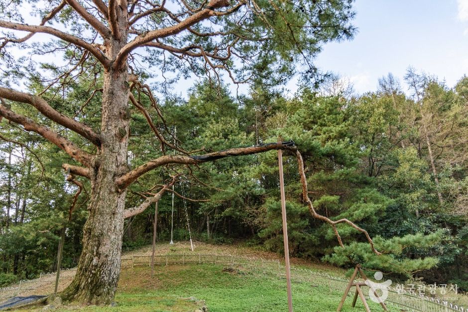 괴산 적석리 소나무