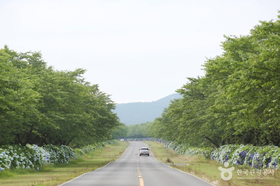 thumbnail-녹산로 유채꽃도로-4