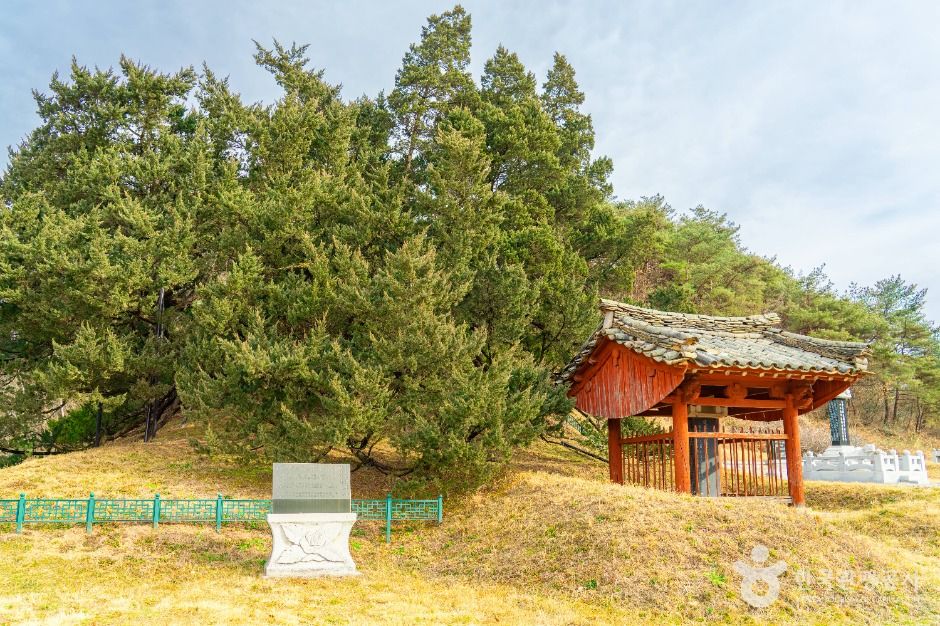 청송 장전리 향나무