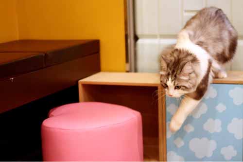 Café Gio Cat (지오캣)