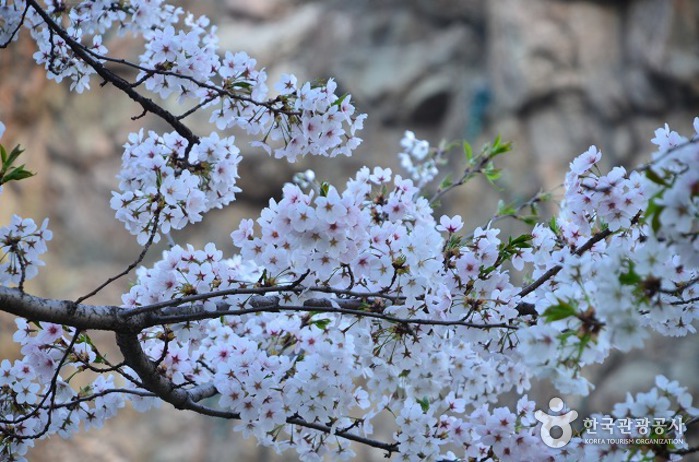 Festival de las Flores de Cerezo del Lago (호수벚꽃축제)