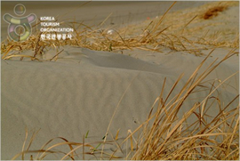 Sinduri Coastal Sand Dune (태안 신두리 해안사구)