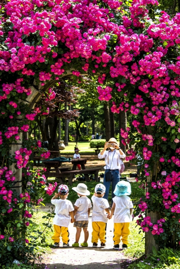 Rosenfestival im Seoul Grand Park (서울대공원 장미원축제)