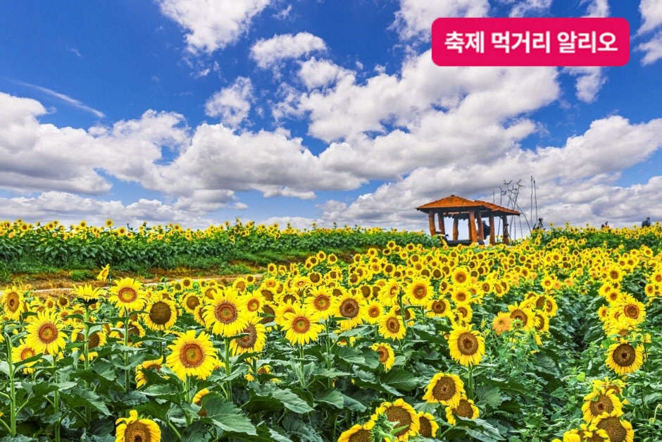 강주해바라기 축제
