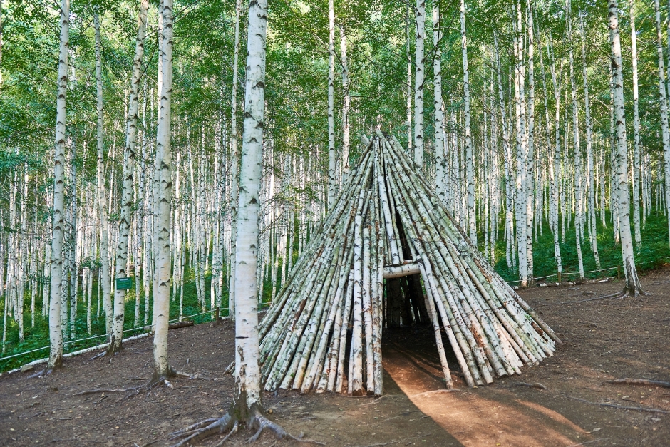 Wondae-ri Birch Forest (Whispering Birch Forest) (원대리 자작나무 숲(속삭이는 자작나무 숲))