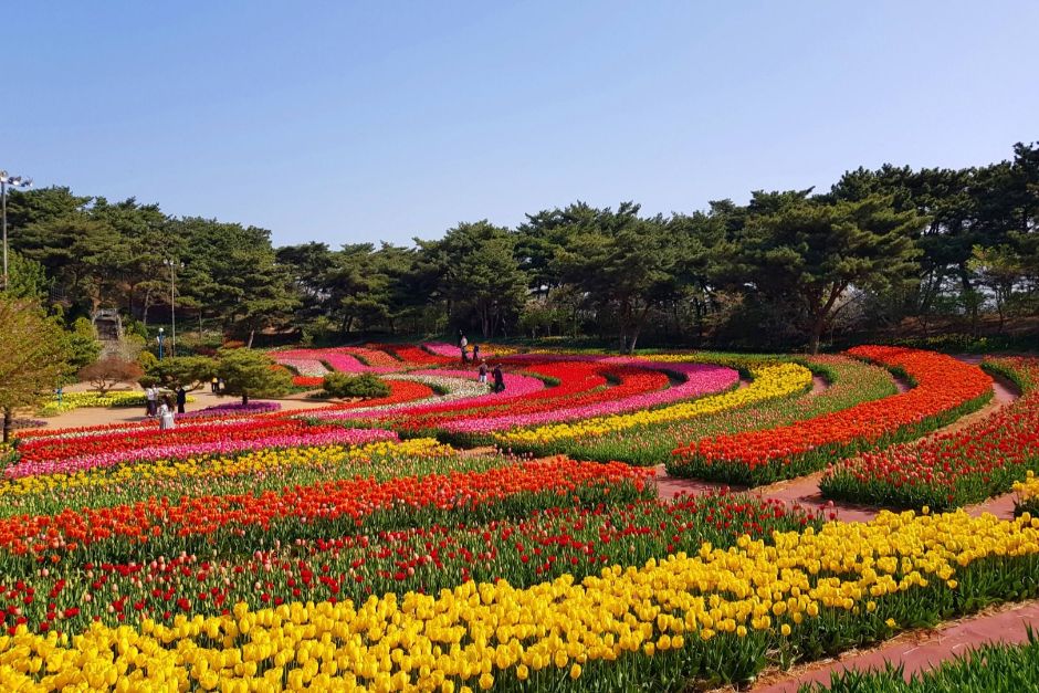 Korea Flower Park (코리아플라워파크)