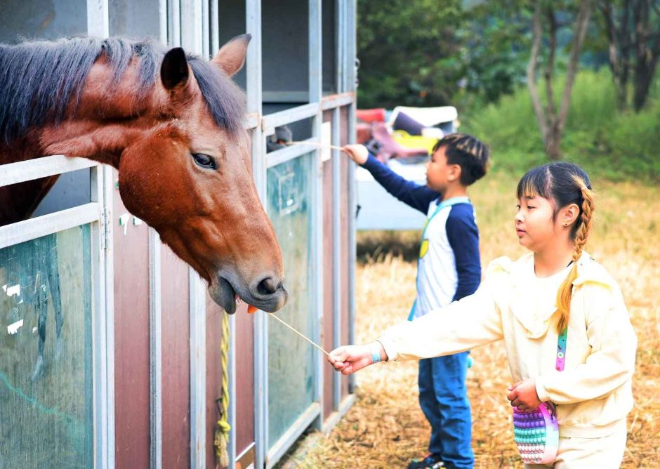 Festival Wild & Local Food de Wanju (완주 와일드&로컬푸드축제)