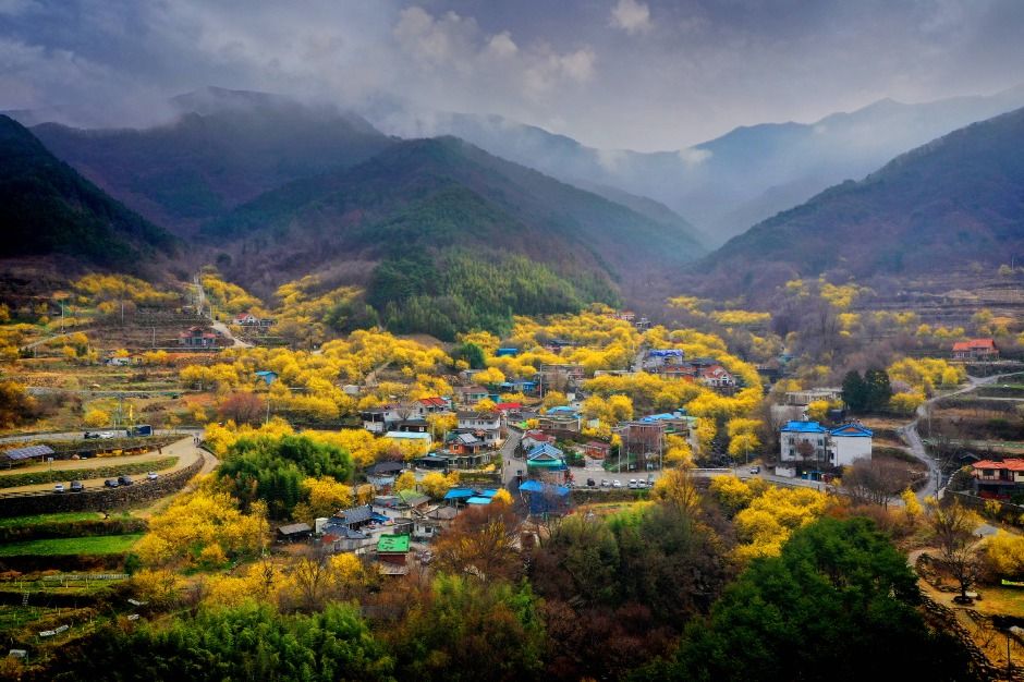 Festival de las Flores de Sansuyu de Gurye (구례산수유꽃축제)